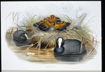 Folaga (Fulica Atra) da John (after) Gould