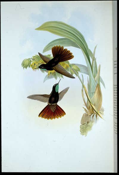 Coda ramata (Metallura Cupreicauda) da John (after) Gould