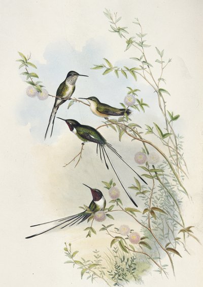 Coda a forbice di Cora da John (after) Gould