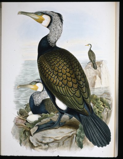 Cormorano (Phalacrocorax Carbo) da John (after) Gould