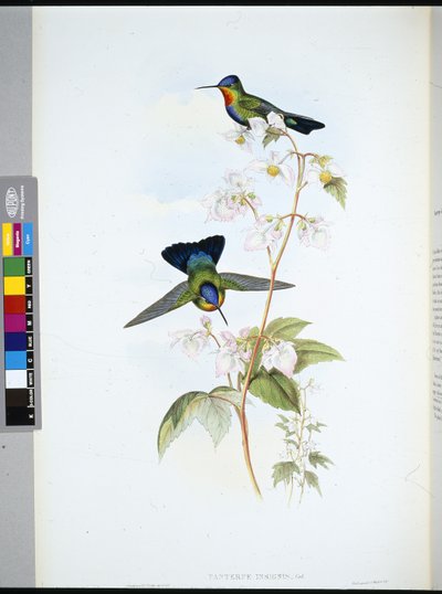 Colibrì costaricano (Panterpeinsignis) da John (after) Gould