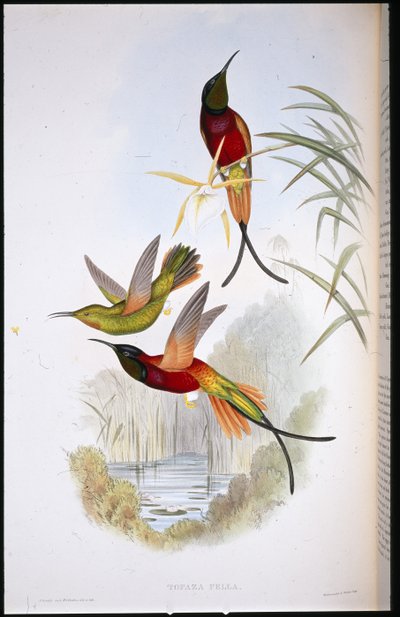 Topazio cremisi (Topaza Pella) da John (after) Gould