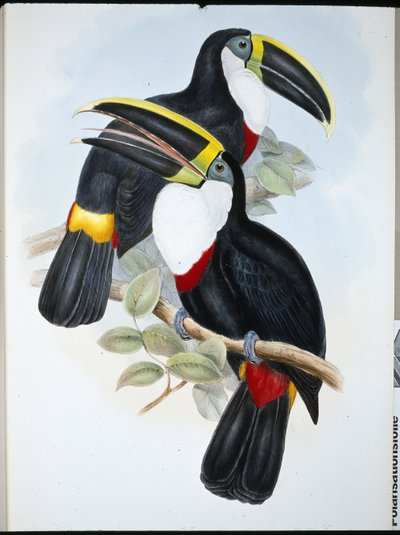 Tucano culminato (Ramphastos Culminatus) da John (after) Gould