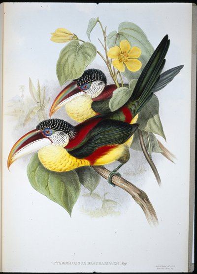 Aracari crestato riccio (Pteroglossus beauharnaisi) da John (after) Gould