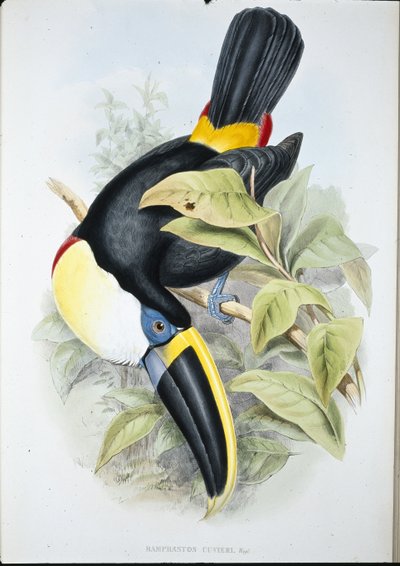 Tucano di Cuvier (Ramphastos cuvieri) da John (after) Gould