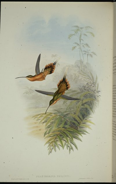Eremita di De Fillipi (Phaethornis Philippi) da John (after) Gould