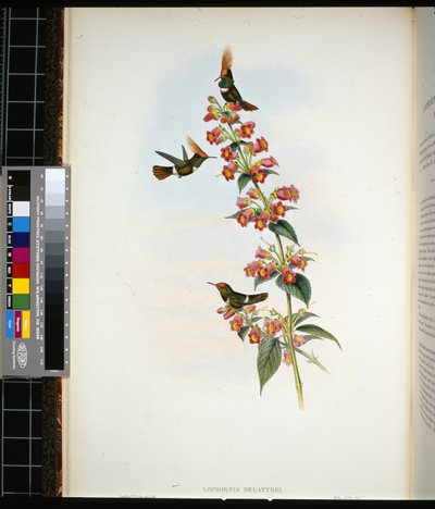 Coquette di De Lattre (lophornis Delattrei) da John (after) Gould