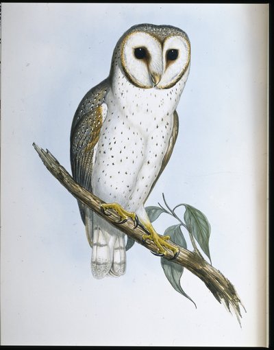 Gufo delicato (Strix Delicatulis) da John (after) Gould