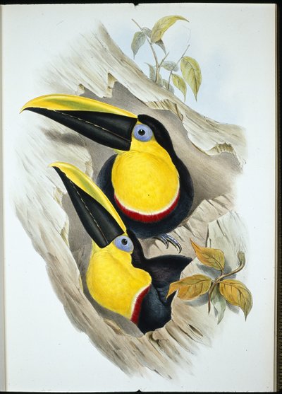 Tucano dubbioso (Ramphastos Ambiguus) da John (after) Gould