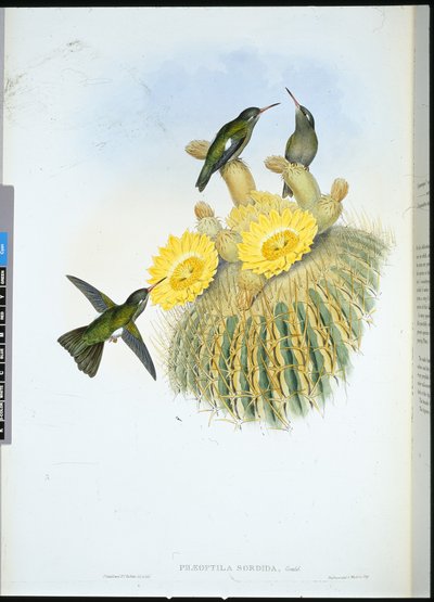 Colibrì scuro (Phaeoptila Sordida) da John (after) Gould