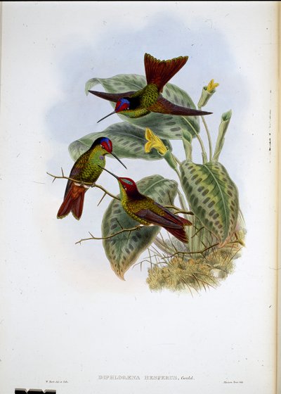 Arcobaleno ecuadoriano (Diphlogaena Hesperus) da John (after) Gould