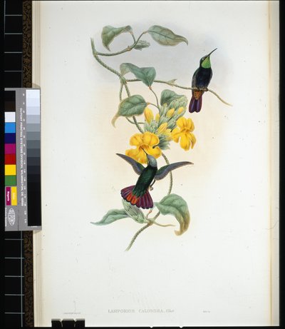 Topazio di Elliot (Lampornis calosoma) da John (after) Gould