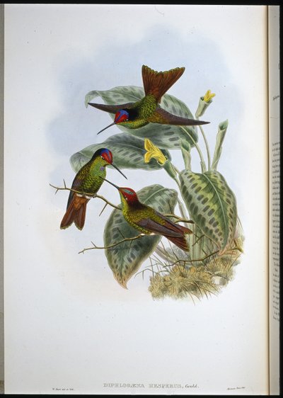 Arcobaleno ecuadoriano (Diphlogaena Hesperus) da John (after) Gould