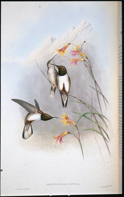 Colibrì stella di collina di Estella (Oreotrochilus estella) da John (after) Gould