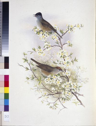 Capinera eurasiatica (Sylvia atricapilla) da John (after) Gould