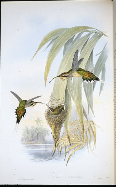Eremita di Eurynome da John (after) Gould