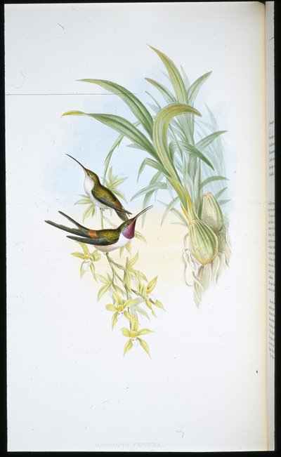 Colibrì della sera (Rhodopis Vespera) da John (after) Gould