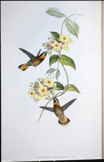 Colibrì dalla gola barbuta con coda fulva (Threnetes Cervinicauda) da John (after) Gould