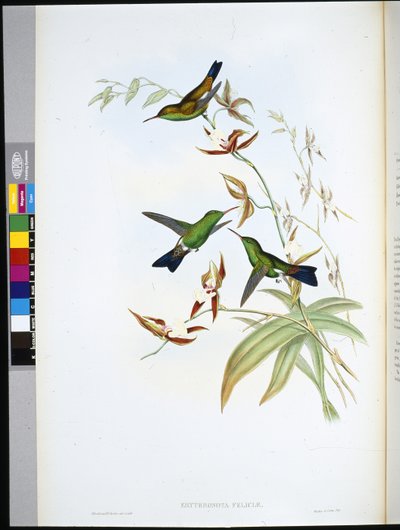 Eritronota di Felicia (Erythronota Feliciae) da John (after) Gould