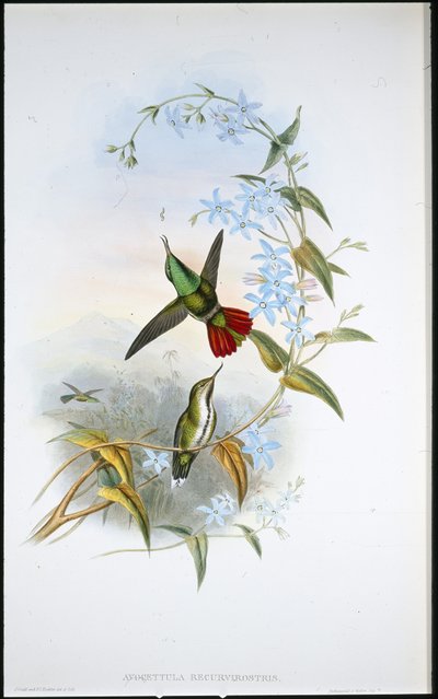 Avocetta dalla coda infuocata da John (after) Gould