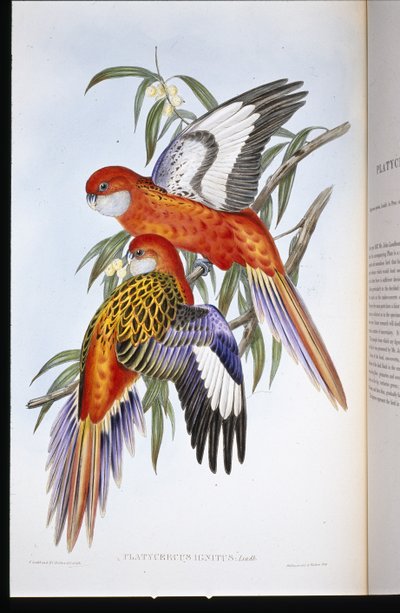 Pappagallo infuocato (Platycercus ignitus) da John (after) Gould