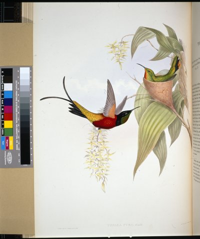 Topazio infuocato (topaza pyra) da John (after) Gould