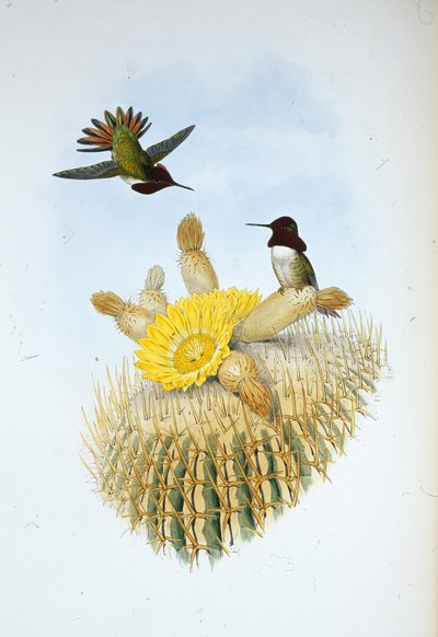 Portatore di fiamma di Floresi (Selasphorus floresii) da John (after) Gould