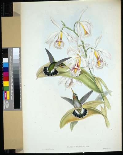 Eremita di Fraser (Glaucis Fraseri) da John (after) Gould
