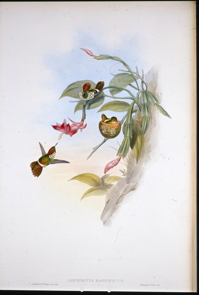 Coquette frangiata da John (after) Gould