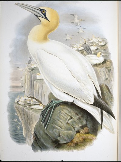 Sula (Sula Bassana) da John (after) Gould