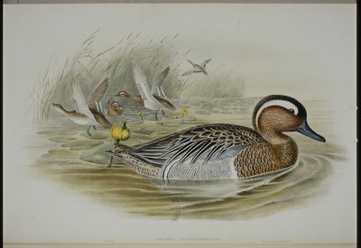 Marzaiola da John (after) Gould