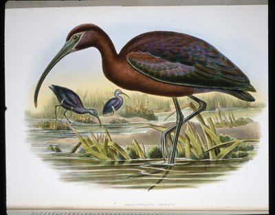 Ibis lucido da John (after) Gould