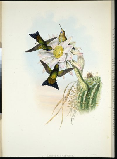 Puff-gamba luminoso (Eriocnemis Vestitus) da John (after) Gould