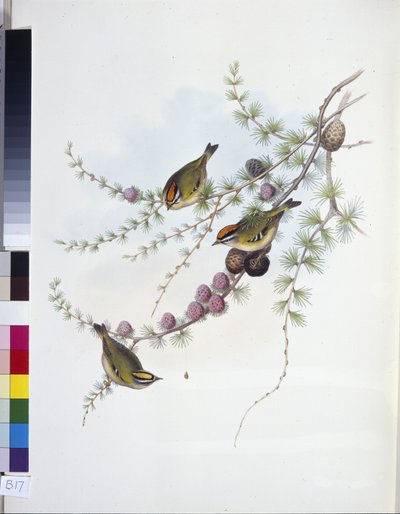 Regolo (Regulus Regulus) da John (after) Gould