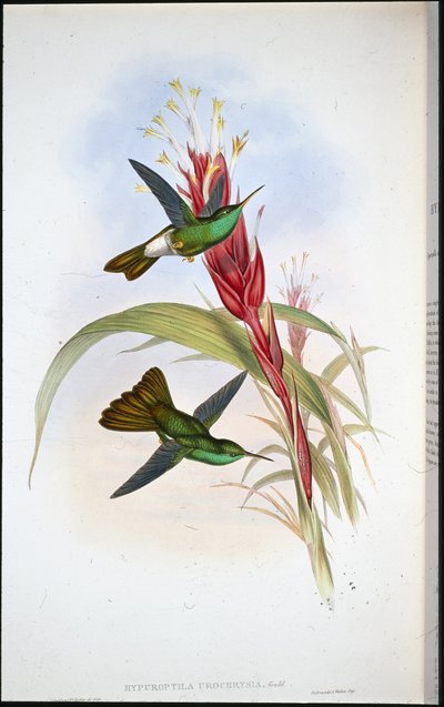 Plumeleteer dalla coda dorata (Hypuroptila Urochrysia) da John (after) Gould