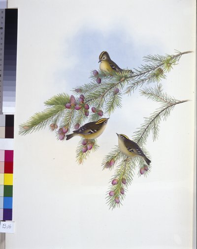 Regolo crestato dorato (Regulus Cristatus) da John (after) Gould