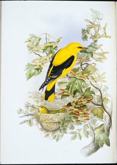 Rigogolo (Oriolus Galbula) da John (after) Gould