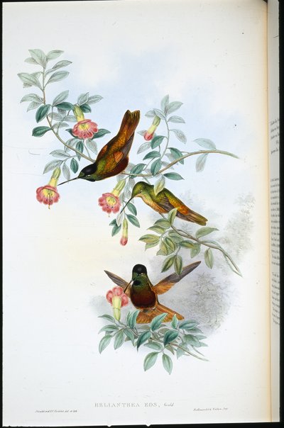 Fronte dorata (Helianthea Eos) da John (after) Gould