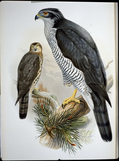Astore (Astur Palumbarius) da John (after) Gould