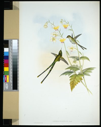 Portatore di treno aggraziato (lesbia gracilis) da John (after) Gould