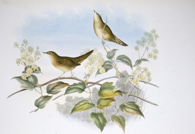 Locustella da John (after) Gould