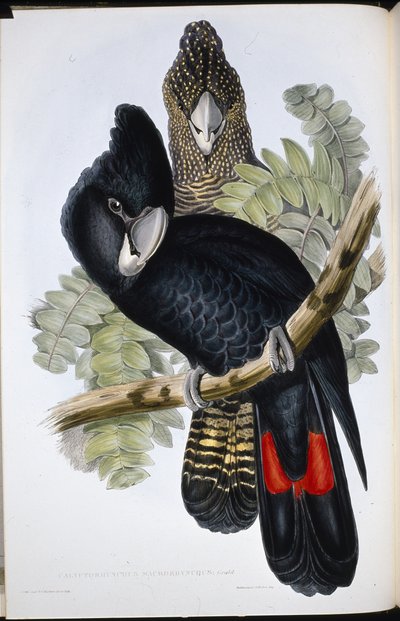 Cacatua nero dal grande becco (Calyptorhynchus macrorhynchus) da John (after) Gould