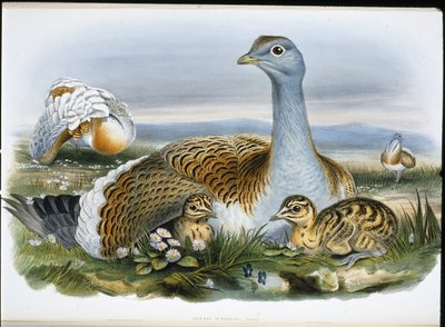Grande otarda (Otis Tarda) da John (after) Gould