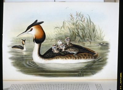 Svasso maggiore (Podiceps Cristatus) da John (after) Gould