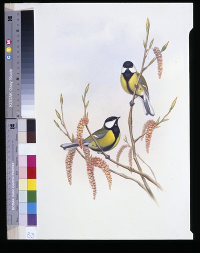 Cinciallegra (Parus Major) da John (after) Gould