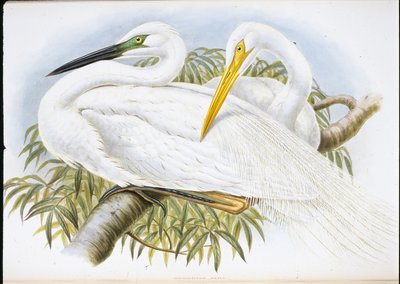Grande airone bianco (Herodias Alba) da John (after) Gould