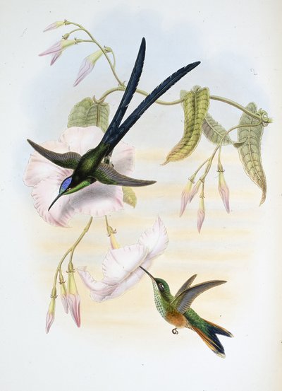 Colibrì dalla coda biforcuta grande (Hylonymphia macrocerca) da John (after) Gould