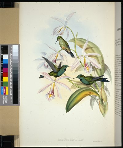 Brillante coronato verde (heliodoxa jacula) da John (after) Gould