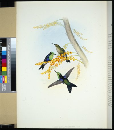 Panoplite coronato verde (thalurania verticeps) da John (after) Gould