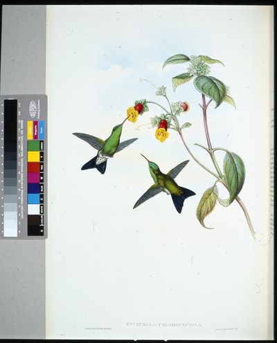 Zaffiro dalla testa verde (eucephala chlorocephela) da John (after) Gould
